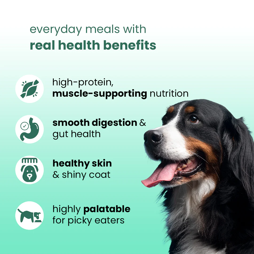Nibblr Chicken Veggie & Rice Dog Food – 300g - Image 4